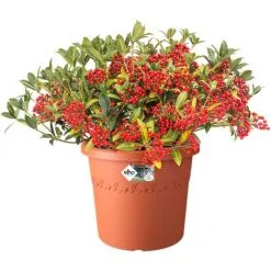 Pot De Fleurs Elho Algarve Cilindro Rond Ø30cm Terre Cuite -ELHO Soldes 26842568 5