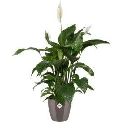 Pot De Fleurs Elho Brussels Diamond Rond Ø18cm Gris Perle 9 Pot De Fleurs Elho Brussels Diamond Rond Ø18cm Gris Perle -ELHO Soldes 26842630 5