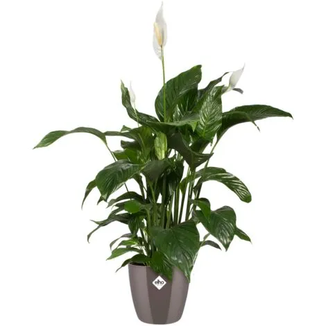 Pot De Fleurs Elho Brussels Diamond Rond Ø18cm Gris Perle 5 Pot De Fleurs Elho Brussels Diamond Rond Ø18cm Gris Perle – Image 5