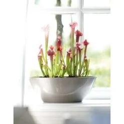 Pot De Fleurs Elho Brussels Diamond Ovale 36cm Gris Perle -ELHO Soldes 26842655 5