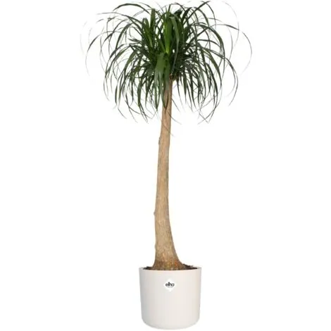 Pot De Fleurs Elho B. For Soft Rond Ø18cm Blanc 3 Pot De Fleurs Elho B. For Soft Rond Ø18cm Blanc – Image 3