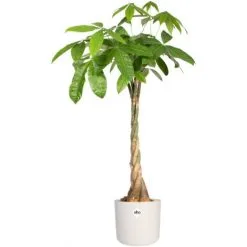 Pot De Fleurs Elho B. For Soft Rond Ø18cm Blanc 8 Pot De Fleurs Elho B. For Soft Rond Ø18cm Blanc -ELHO Soldes 28285491 4