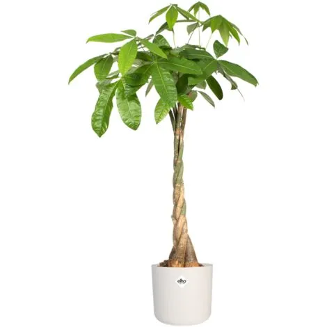 Pot De Fleurs Elho B. For Soft Rond Ø18cm Blanc 4 Pot De Fleurs Elho B. For Soft Rond Ø18cm Blanc – Image 4