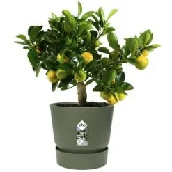 ELHO Pot De Fleurs Rond Greenville 30 - Extérieur - Ø 29,5 X H 27,8 Cm - Vert Feuille -ELHO Soldes 44412866 5