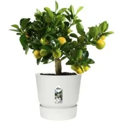ELHO Pot De Fleurs Rond Greenville 30 - Extérieur - Ø 29,5 X H 27,8 Cm - Blanc -ELHO Soldes 44413193 5