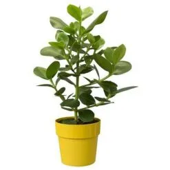 ELHO B.for Original Rond 22 Ocre -ELHO Soldes 48676143 5