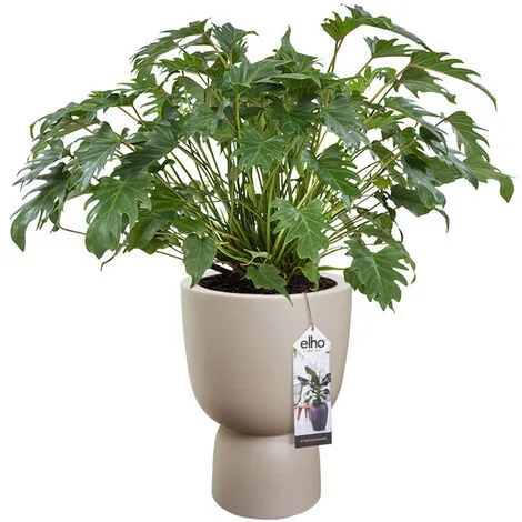 Pot De Fleurs Rond En Plastique Extérieur/intérieur Ø 35 Cm Elho Pure Coupe Greige - Beige 2 Pot De Fleurs Rond En Plastique Extérieur/intérieur Ø 35 Cm Elho Pure Coupe Greige - Beige – Image 2