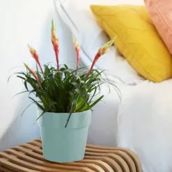 Elho Bac à Fleurs Rond Jardinière Menthe Mûre Violet Pêche En Plastique Pour Extérieur Jardin Terrasse Pot De Fleurs Couleurs Mint/2,9 Liter (de) -ELHO Soldes 50065045 3