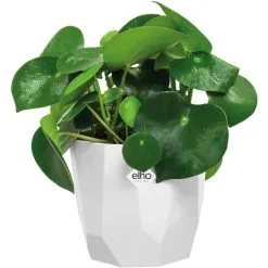 ELHO Jardinière Carré Pot De Fleur Blanc 1,5L Bac à Fleur En Plastique Pour Exterieur Jardin Terrasse