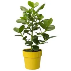 ELHO B.for Original Rond Roues 35 Ocre -ELHO Soldes 50739760 5