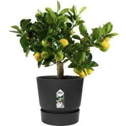ELHO Pot De Fleurs Rond Greenville 30 - Extérieur - Ø 29,5 X H 27,8 Cm - Vivre Noir -ELHO Soldes 50896491 5