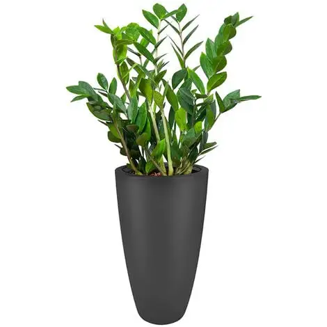 ELHO Pot De Fleurs Rond Pure Soft Round High Ø 35 X H.62 Cm - Anthracite - Anthracite 2 ELHO Pot De Fleurs Rond Pure Soft Round High Ø 35 X H.62 Cm - Anthracite - Anthracite – Image 2