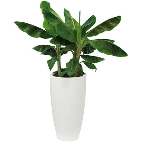 ELHO Pot De Fleurs Rond Pure Soft Round High Ø 50 X H.90 Cm - Blanc - Blanc 2 ELHO Pot De Fleurs Rond Pure Soft Round High Ø 50 X H.90 Cm - Blanc - Blanc – Image 2