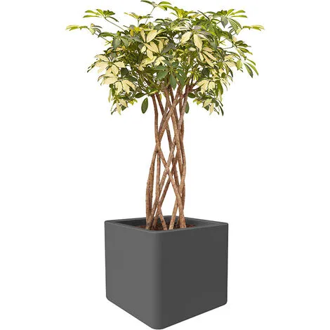 ELHO Pot De Fleurs Pure Soft Brick 40 X H.40 Cm - Anthracite - Anthracite 3 ELHO Pot De Fleurs Pure Soft Brick 40 X H.40 Cm - Anthracite - Anthracite – Image 3