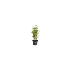 ELHO Pot A Tomate Green Basics - 33 Cm - Noir Vif -ELHO Soldes 52173537 3
