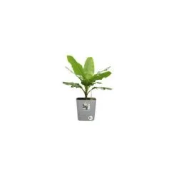 ELHO - Pot De Fleurs - Greensense Aqua Care Carré 30 - Ciment Clair - Intérieur/extérieur - Ø 29.5 X H 30.2 Cm -ELHO Soldes 57278286 3
