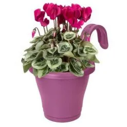 ELHO Jardiniere De Balcon Corsica Simple - Violet Vif - Extérieur & Balcon - L 19,4 X W 27,1 X H 25,9 Cm -ELHO Soldes 58543278 3