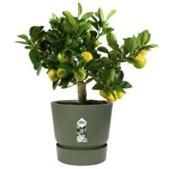 ELHO Pot De Fleurs Rond Greenville 25 - Extérieur - Ø 24,48 X H 23,31 Cm - Vert Feuille -ELHO Soldes 58552771 5