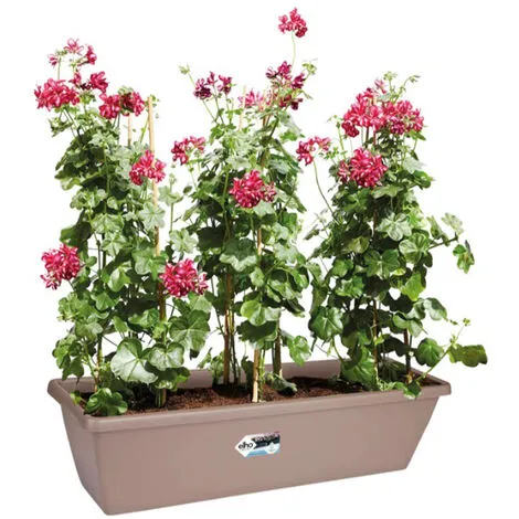 Jardinière Rectangulaire Barcelona XL - 60 Cm - Taupe - Elho - Taupe 2 Jardinière Rectangulaire Barcelona XL - 60 Cm - Taupe - Elho - Taupe – Image 2