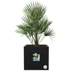 Jardinière Carré En Plastique 40 X 40 Cm Elho Vivo Next Square Noir - Noir 9 Jardinière Carré En Plastique 40 X 40 Cm Elho Vivo Next Square Noir - Noir -ELHO Soldes 60079340 5