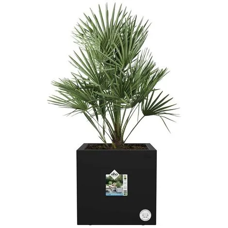 Jardinière Carré En Plastique 40 X 40 Cm Elho Vivo Next Square Noir - Noir 5 Jardinière Carré En Plastique 40 X 40 Cm Elho Vivo Next Square Noir - Noir – Image 5