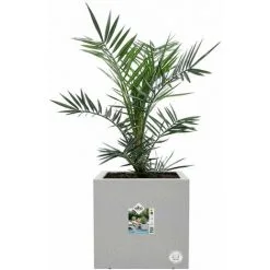 Jardinière Carré En Plastique 40 X 40 Cm Elho Vivo Next Square Ciment Clair - Gris -ELHO Soldes 60079347 5
