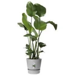 ELHO Pot De Fleurs Rond Greenville 40 - Extérieur - Ø 39 X H 36,8 Cm - Gris Béton Vivant -ELHO Soldes 60107307 4