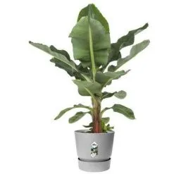 ELHO Pot De Fleurs Rond Greenville 40 - Extérieur - Ø 39 X H 36,8 Cm - Gris Béton Vivant -ELHO Soldes 60107307 5