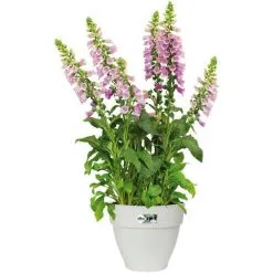 ELHO Bac à Fleurs Rond Ou Carré Jardinière Blanc En Plastique Pour Extérieur Jardin Terrasse Pot De Fleurs Rund/3,2 Liter (de)