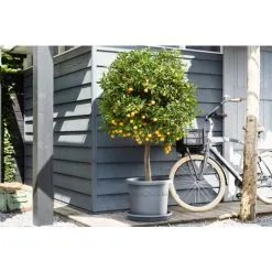 Pot De Fleurs Elho Algarve Cilindro Roues 35cm Anthracite -ELHO Soldes 70188574 4