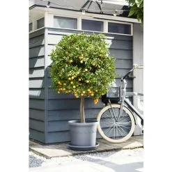 Pot De Fleurs Elho Algarve Cilindro Roues 35cm Anthracite -ELHO Soldes 70188574 5