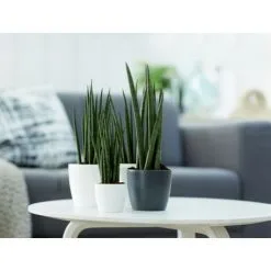 Pot De Fleurs Elho Brussels Rond Mini Ø9,5cm Anthracite -ELHO Soldes 73827350 5